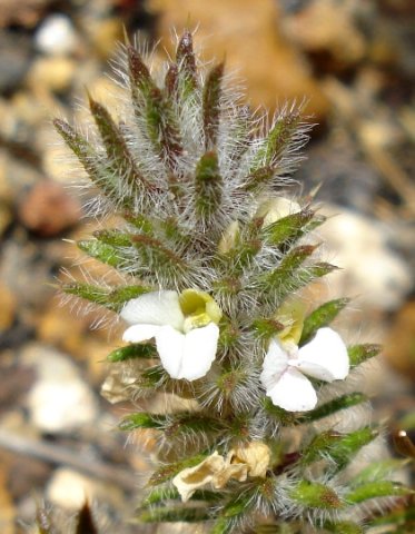 Muraltia thunbergii leaves